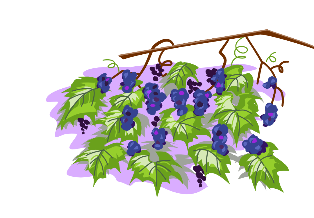 wild grape